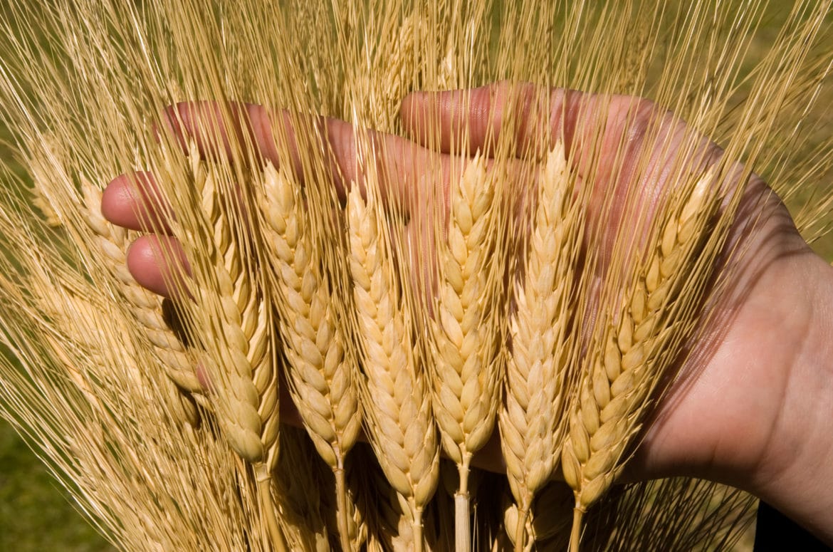 Durum wheat heads, hand with closeup of heads